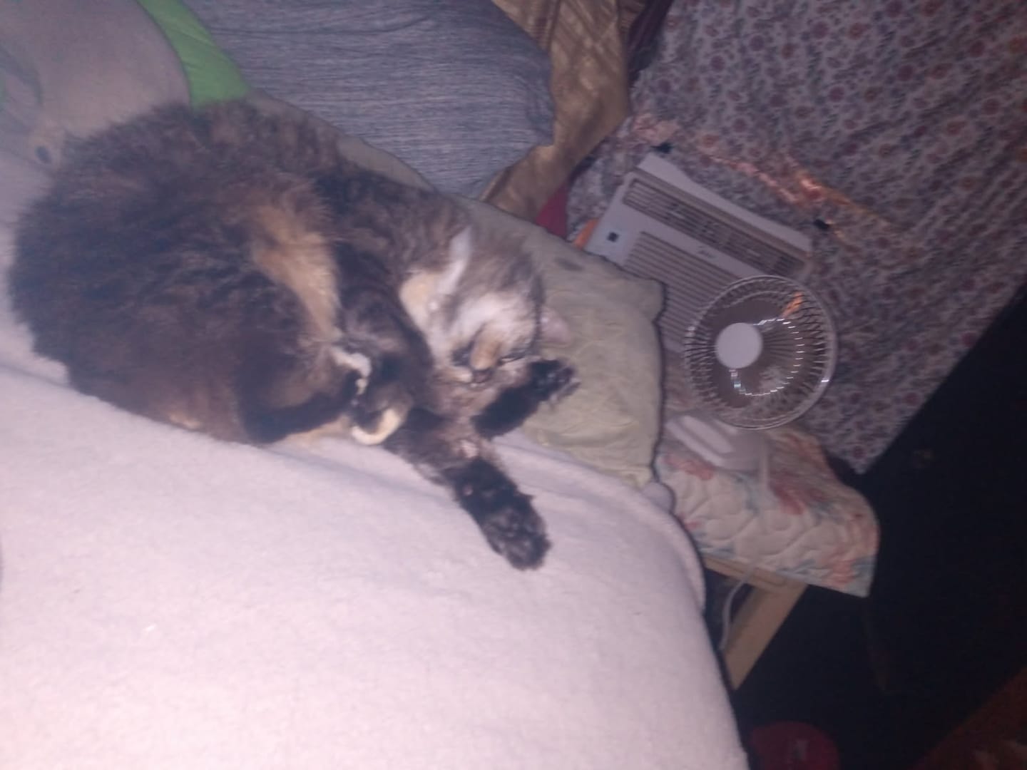 Customer photo review of GCP Flea & Tick Natural Defense for Cats - 100 Soft Chews