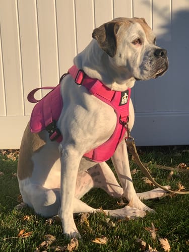 Customer photo review of No Pull Bully Proof Harness