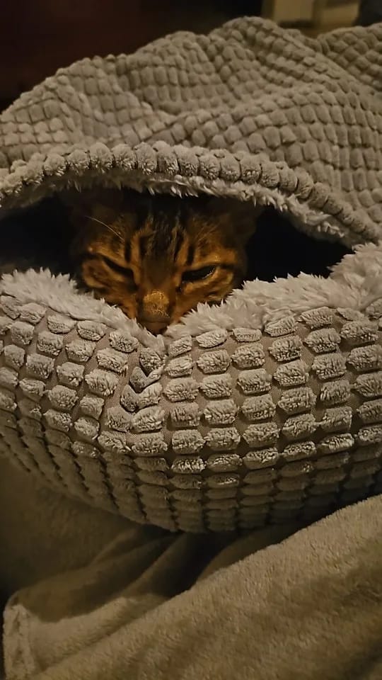 Customer photo review of Calming Round Pet Bed for Dogs & Cats – Fluffy Winter Orthopaedic Donut Bed, Anti-Anxiety Soft Warm Puppy House Mat