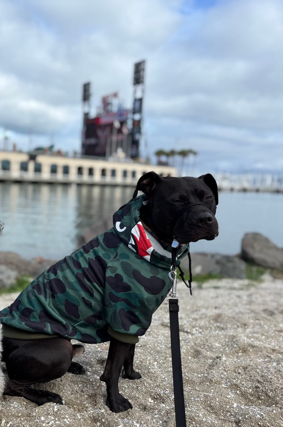 Customer photo review of Shark Monster Dog Hoodie - Green Camo