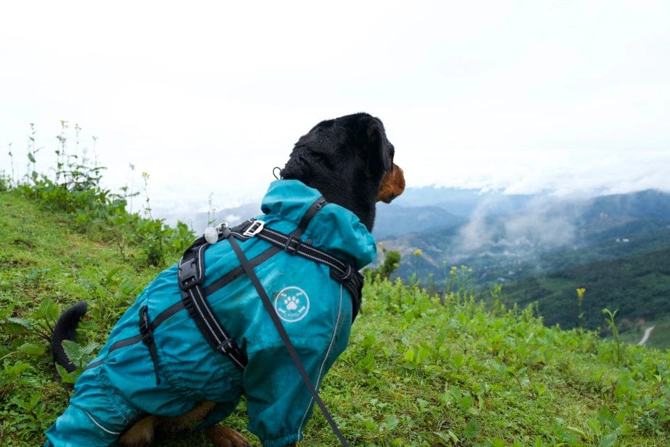 Customer photo review of Chubasquero MellowPurr Ventura – Protección Exterior Profesional