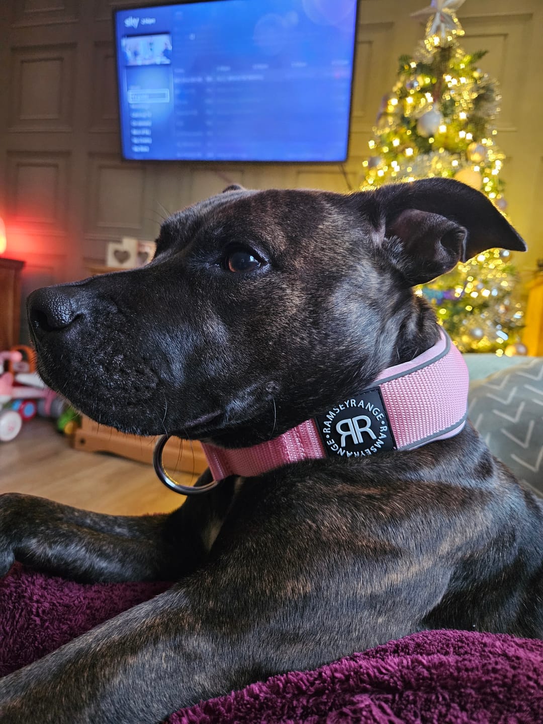Customer photo review of 5cm Slip on Collar | Foam Padded - Pink