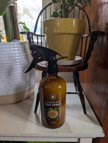 Customer photo review of Houseplant Pest Spray