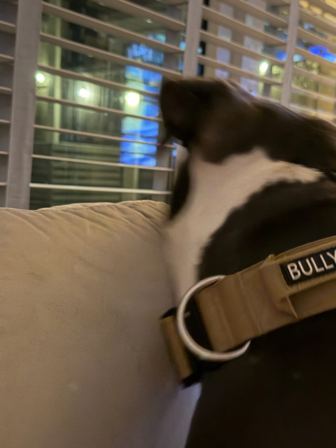 Customer photo review of 5cm Combat® Collar | With Handle & Secure Clip - Tan