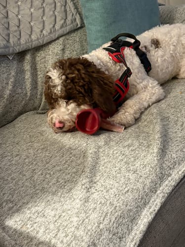 Customer photo review of 6 Inch Jumbo Bully Stick