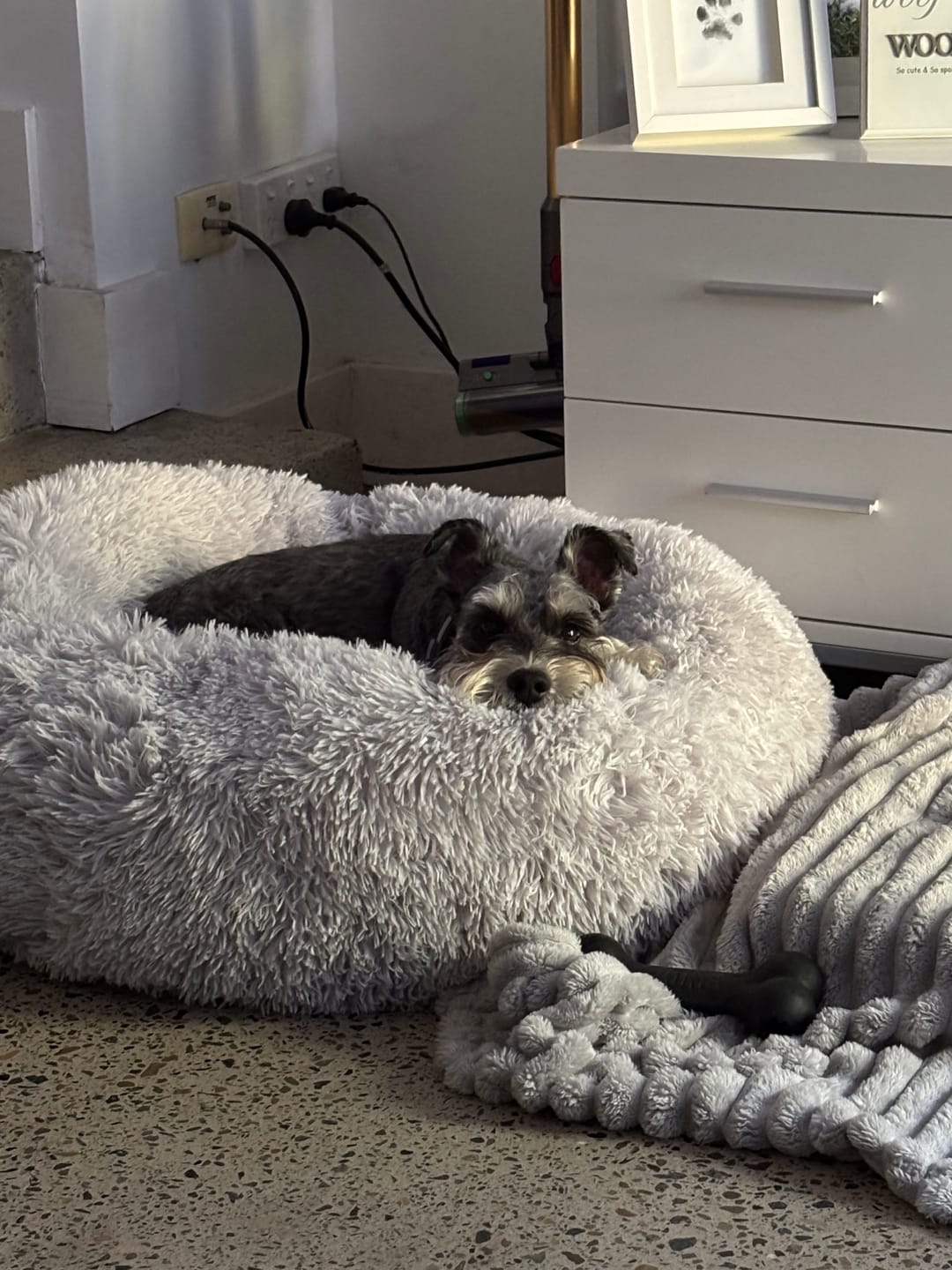 Customer photo review of Brooklyn® Deep Sleep Pet Bed