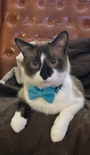 Customer photo review of 8x Blisso Advanced Cat Probiotic | Cat Probiotic for Diarrhea & Kidney Support