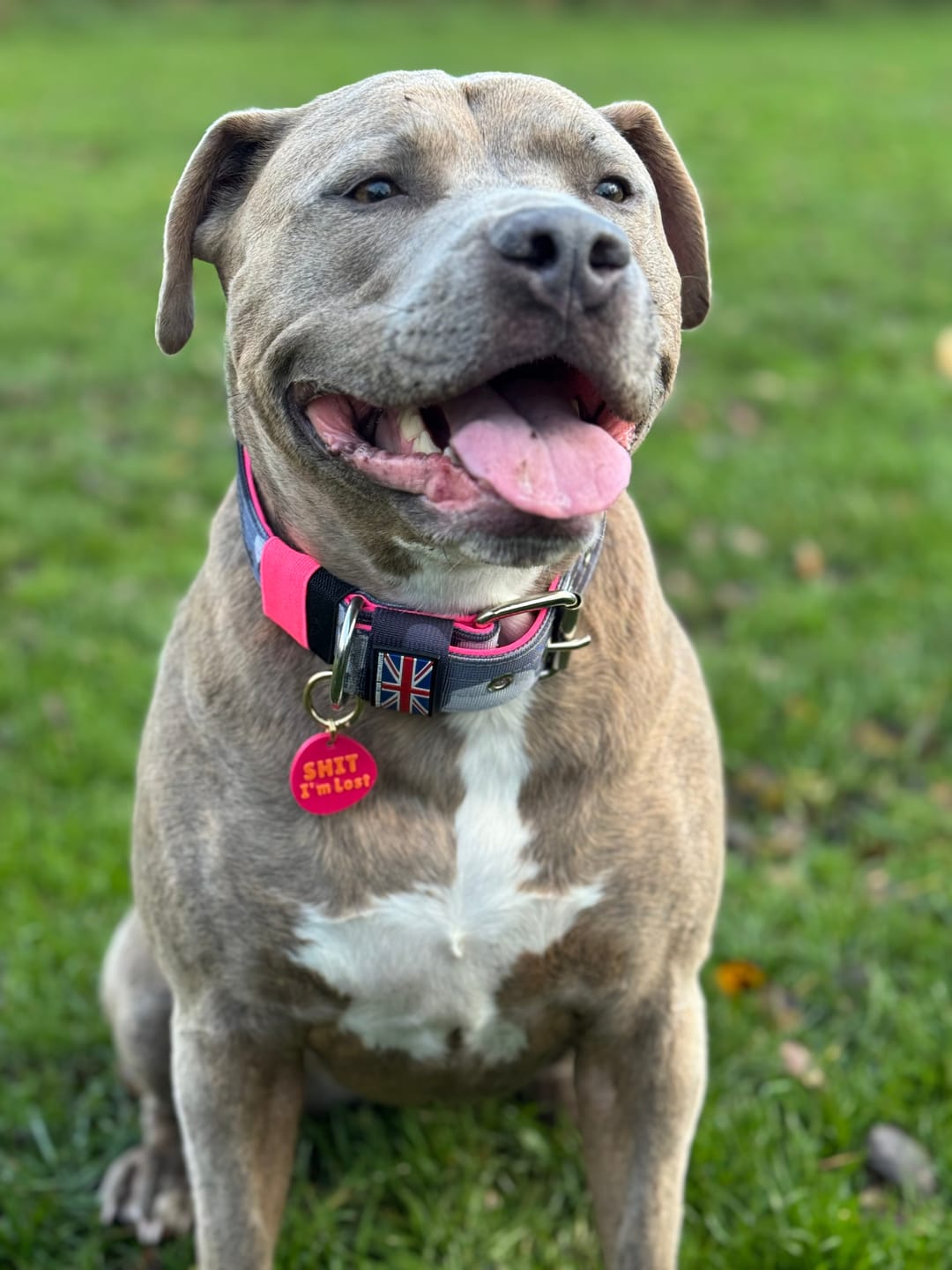 Customer photo review of Staffordshire Bull Terrier 1935® Nylon Collar - Night Camo & Neon Pink