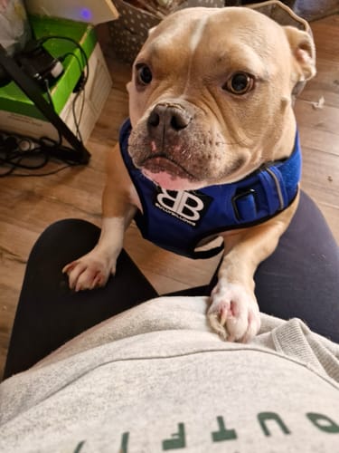 Customer photo review of Slip on Harness | Foam Padded - Black x Orange