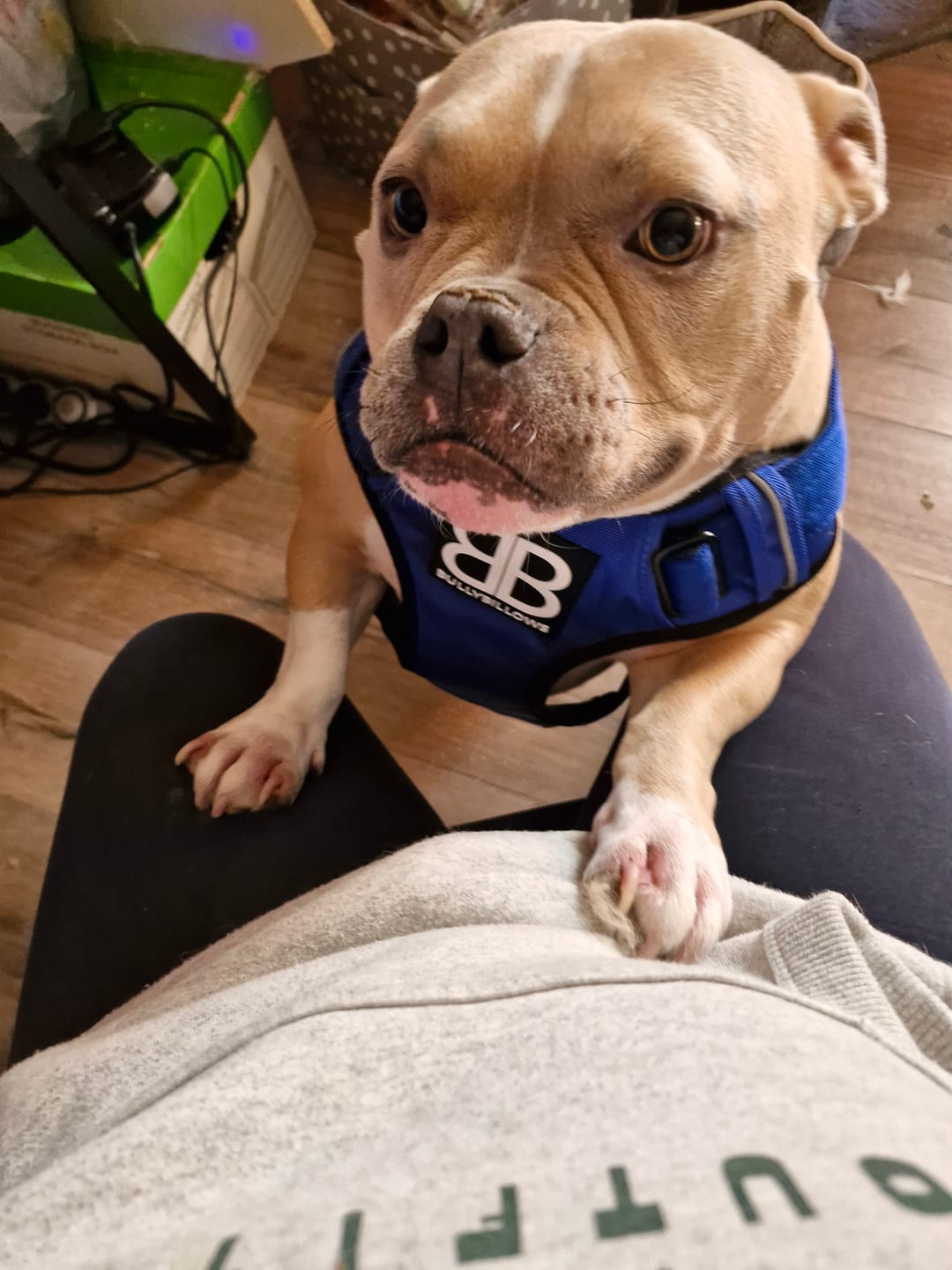 Customer photo review of Slip on Harness | Foam Padded - Black x Orange