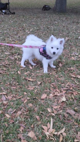 Customer photo review of FunFunPet おしゃれ リード