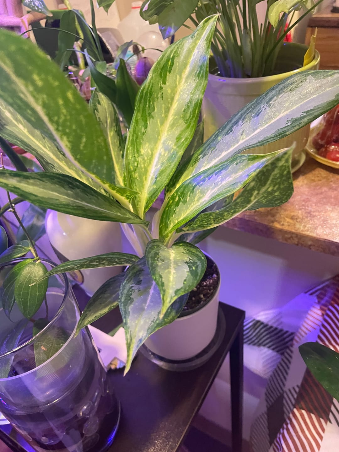 Customer photo review of Aglaonema 'White Rain'