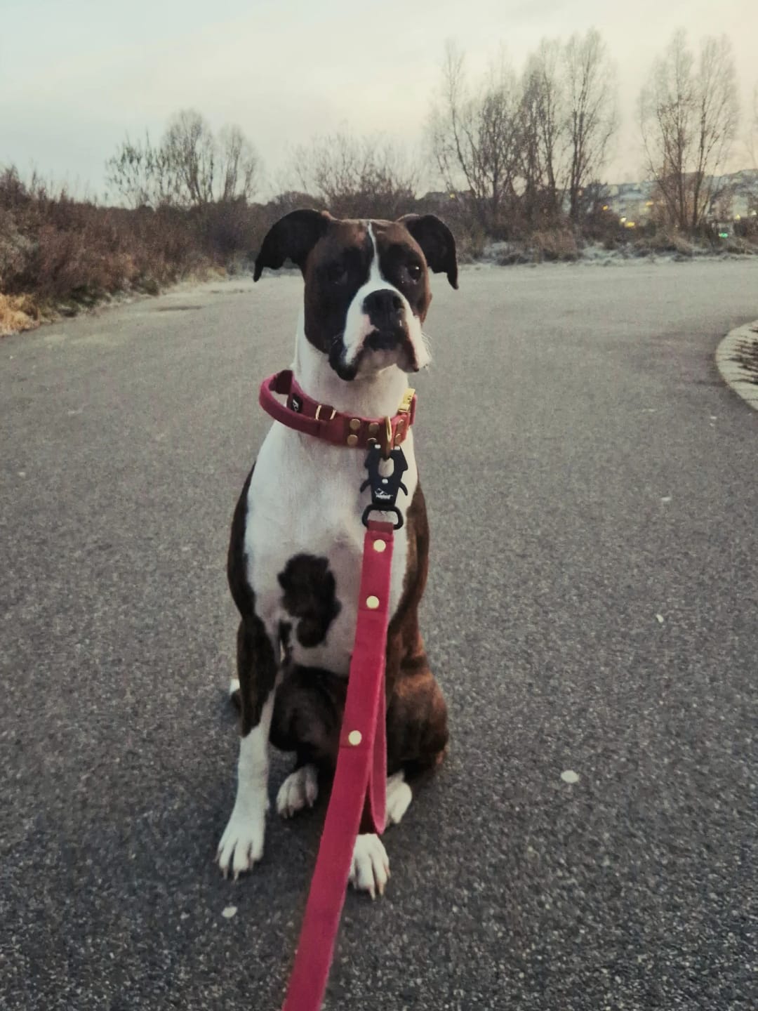 Customer photo review of Smycz z dodatkową rączką - Guard Leash Golden Edition Raspberry Red