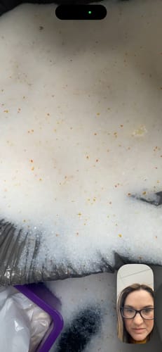 Customer photo review of 3 Month Supply - 1 Cat