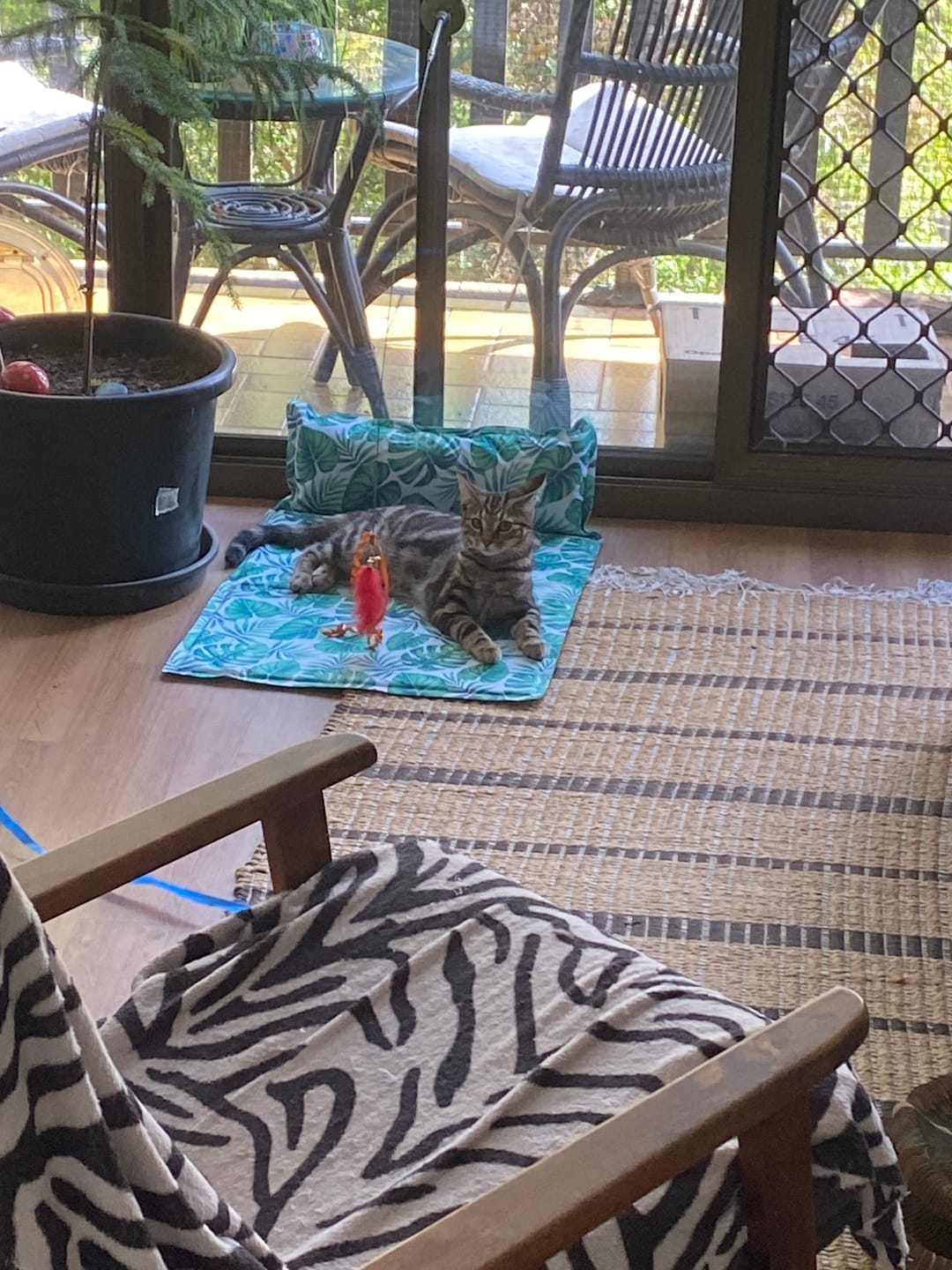 Customer photo review of Dog Summer Cooling Mat