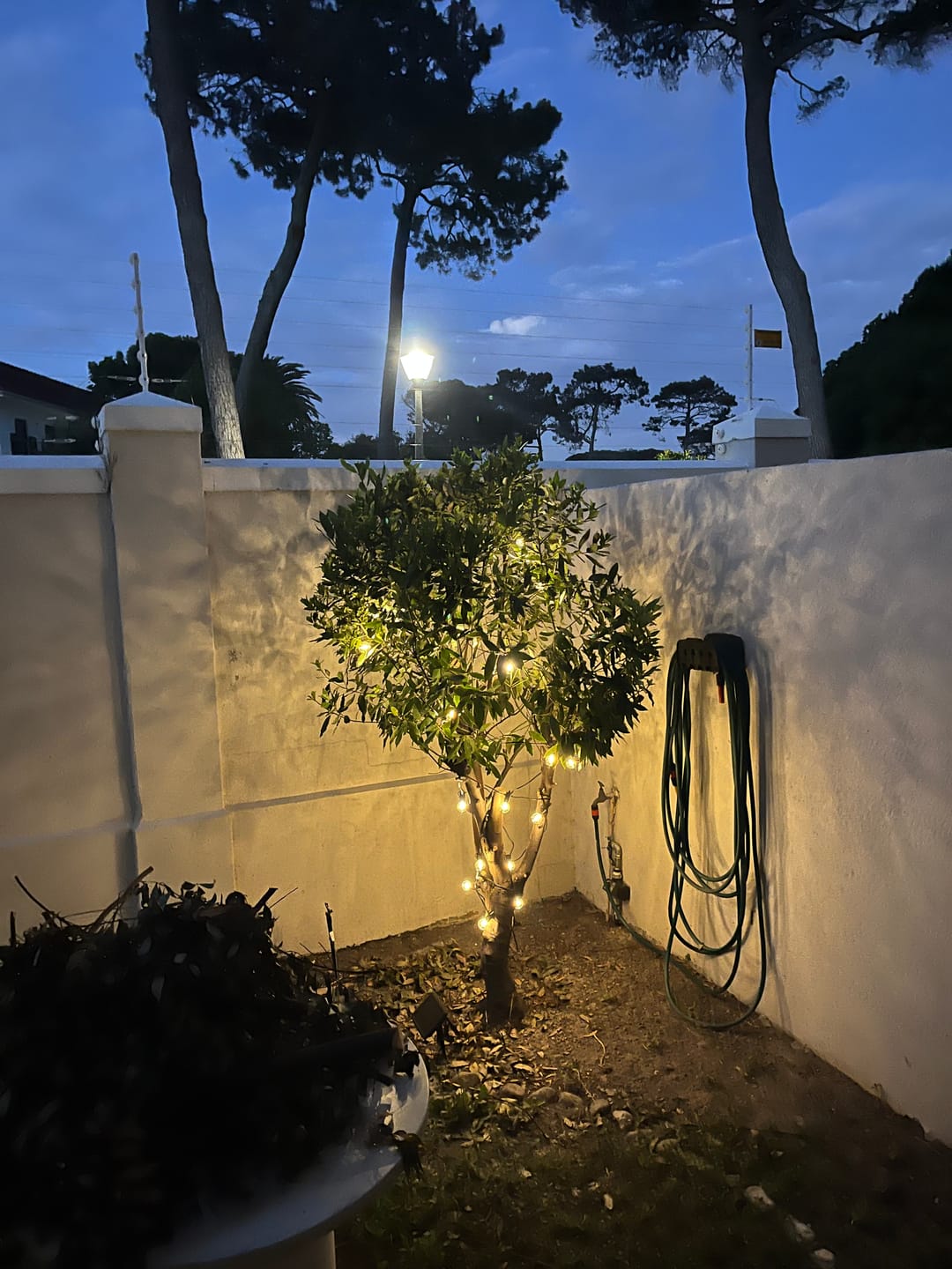 Customer photo review of Solar Mini Bulb String Lights