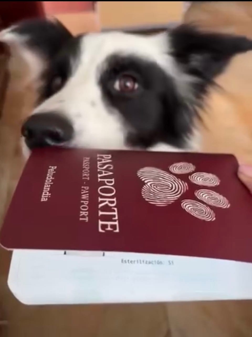 Customer photo review of Pasaporte Para Mascotas