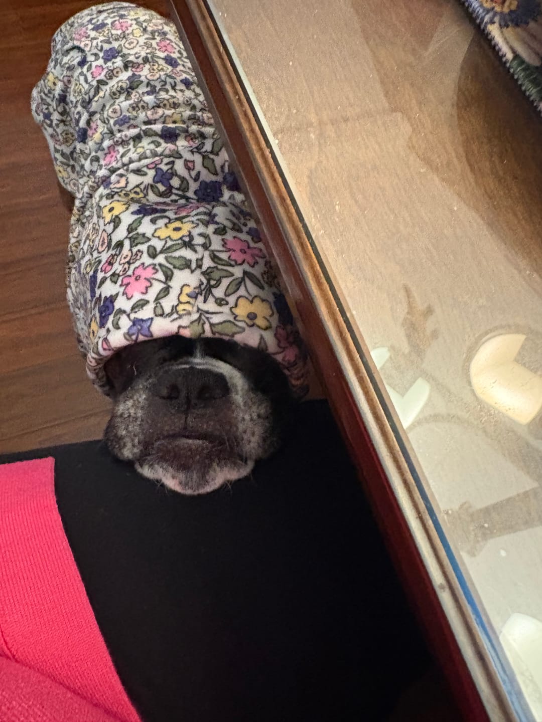 Customer photo review of Vintage Flower Dog Hoodie - Light Grey