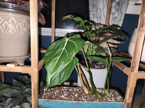 Customer photo review of Philodendron Gloriosum