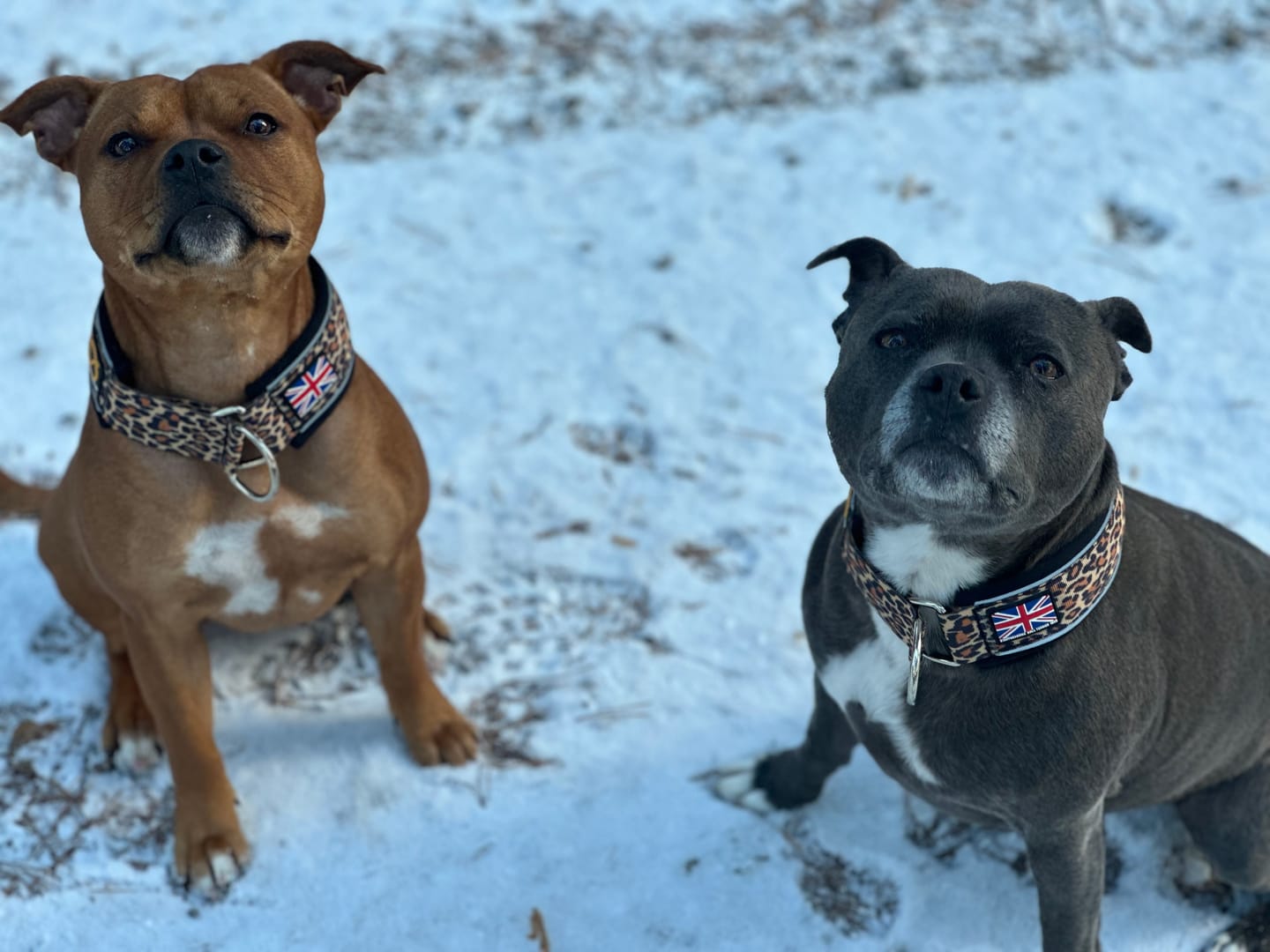 Customer photo review of Staffordshire Bull Terrier 1935® Martingale Collar - Leopard