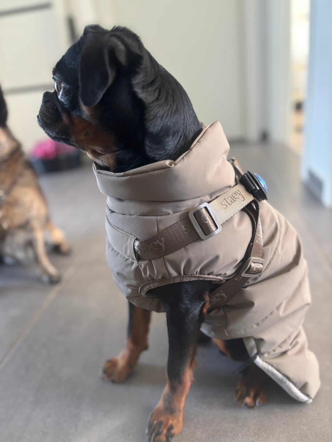 Customer photo review of Staey - Vera Hundejakke m. sele, Sage