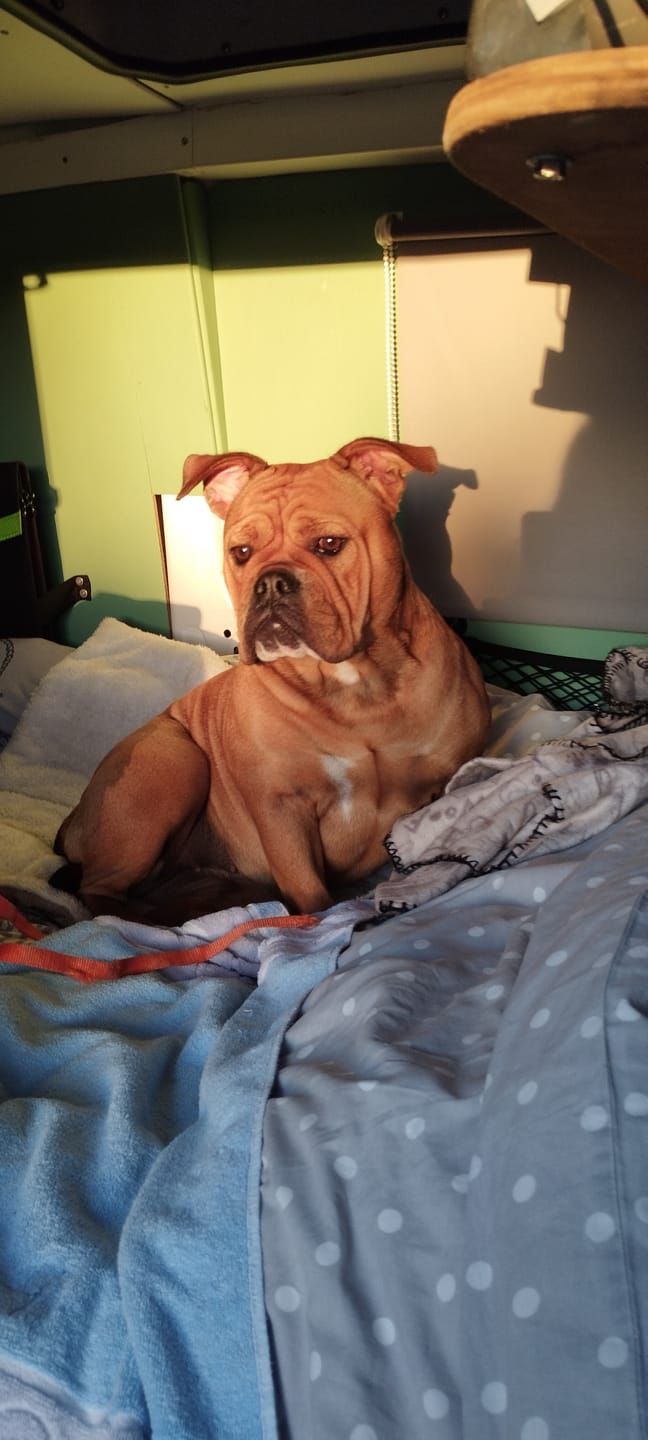 Customer photo review of Croquettes Poulet & Citrouille - Chien Moyenne & Grande race