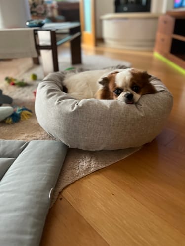 Customer photo review of Cuccia Tonda Mattias Grigio Chiaro (Soft Touch)