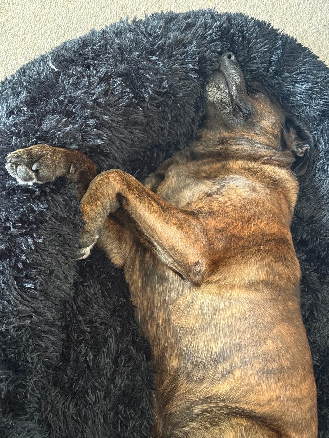 Customer photo review of Brooklyn® Deep Sleep Pet Bed