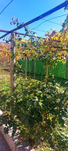 Customer photo review of Декоративна мрежа "Жив плет"