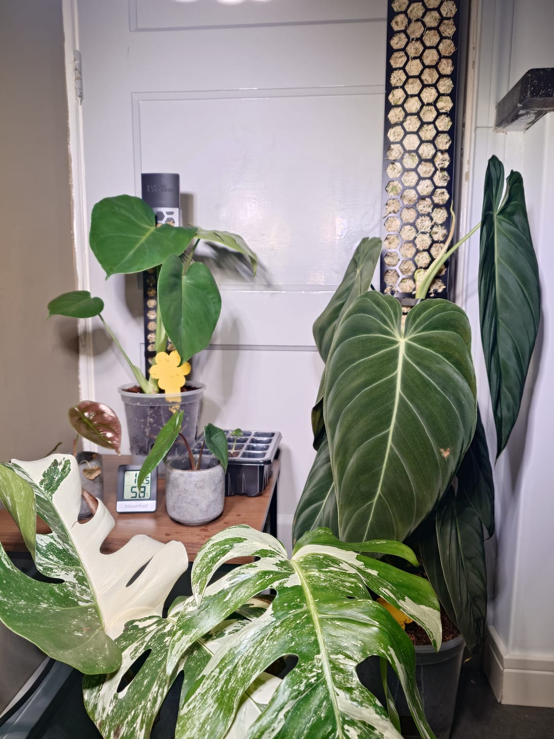 Customer photo review of Sphaxx (Indoor Grown Sphagnum)