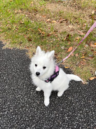 Customer photo review of FunFunPet 高機能ハーネス（お名前タグ作成サービス付き）