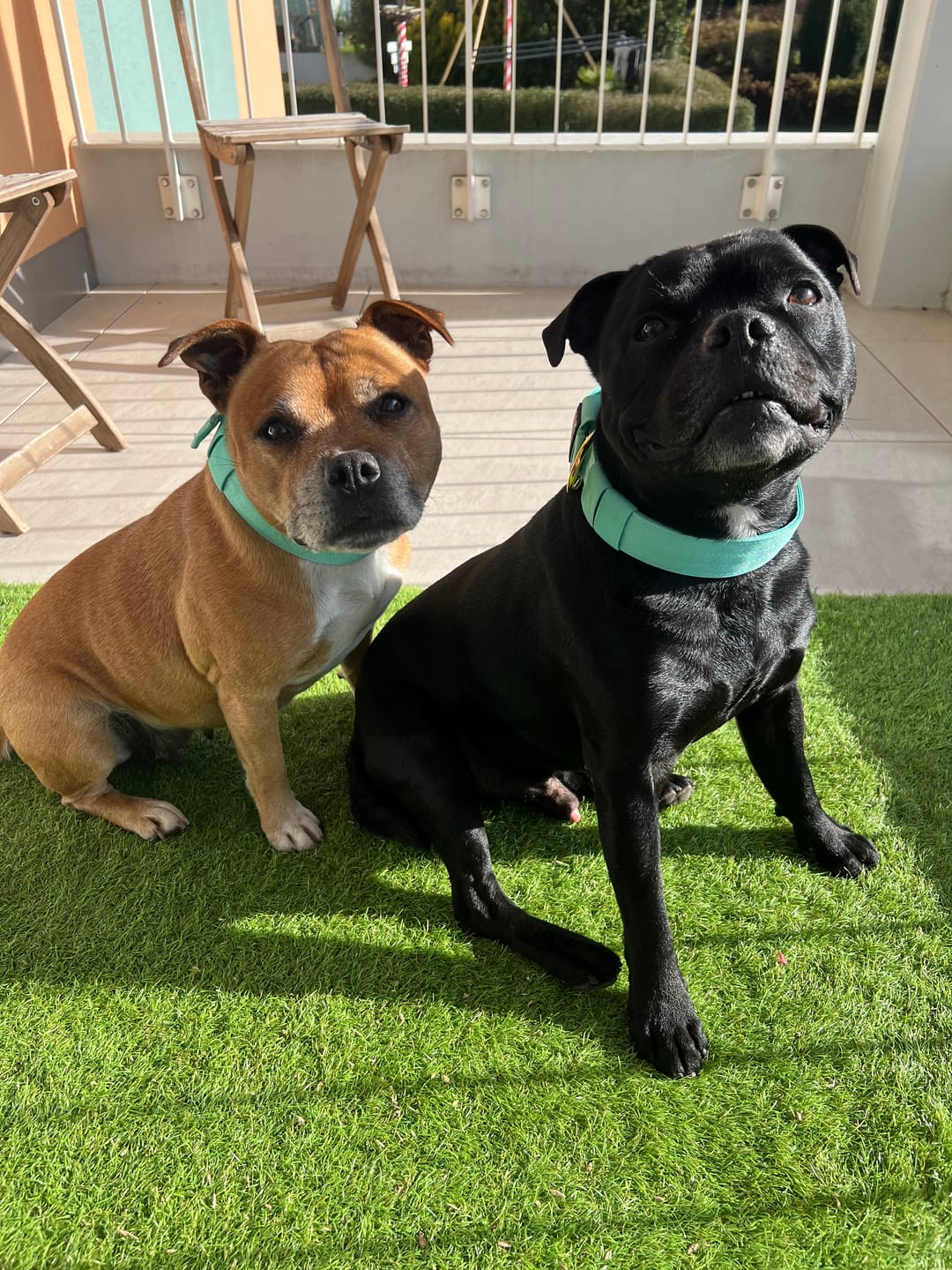Customer photo review of Staffordshire Bull Terrier 1935® Nylon Collar - Ayla Staffany Edition - Turquoise & Gold