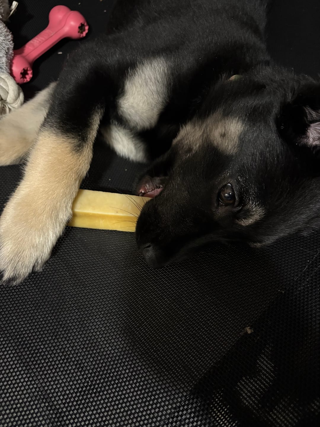 Customer photo review of Himalayan Yak Chew (MEDIUM)