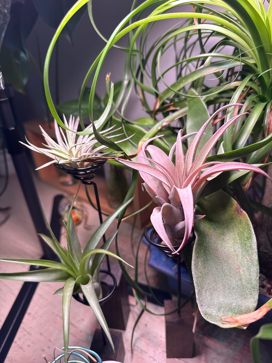 Customer photo review of 3 Air Plants & Fertilizer  Great Starter Mix