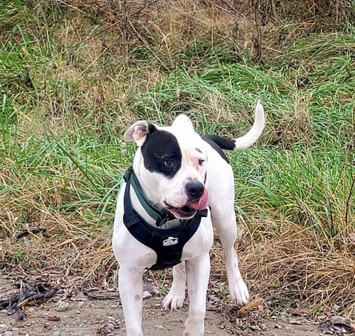 Customer photo review of No Pull Bully Proof Harness