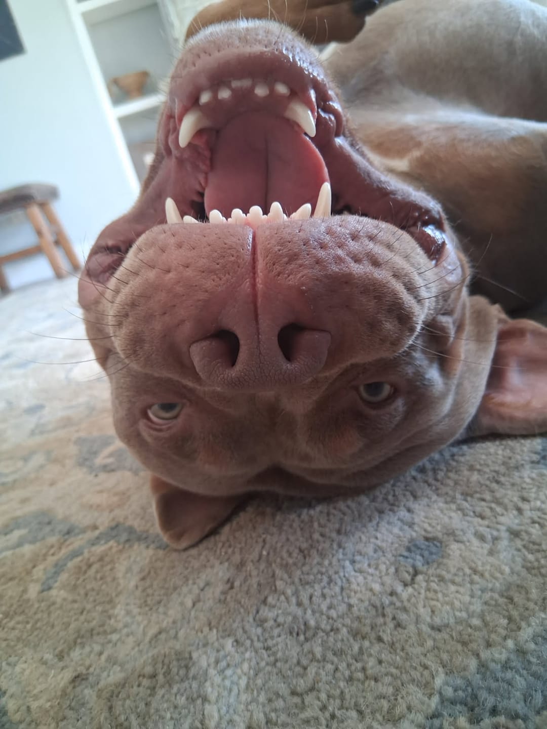 Customer photo review of Himalayan Yak Chew (MEGA)