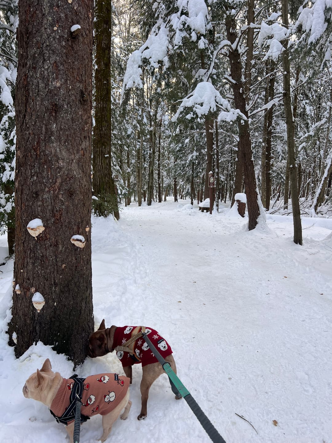 Customer photo review of Christmas Knit Dog Sweater - Santa & Rudolph