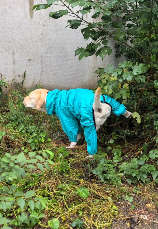 Customer photo review of Chubasquero MellowPurr Ventura – Protección Exterior Profesional