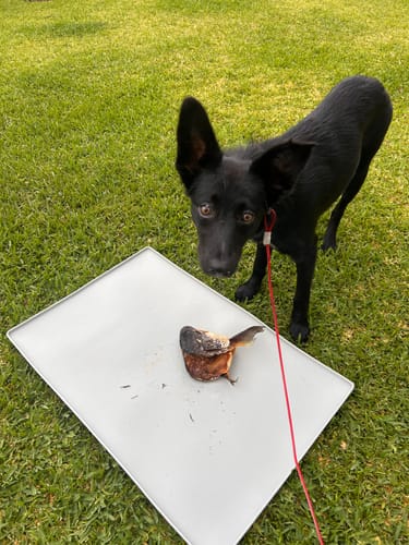 Customer photo review of Salmon Heads