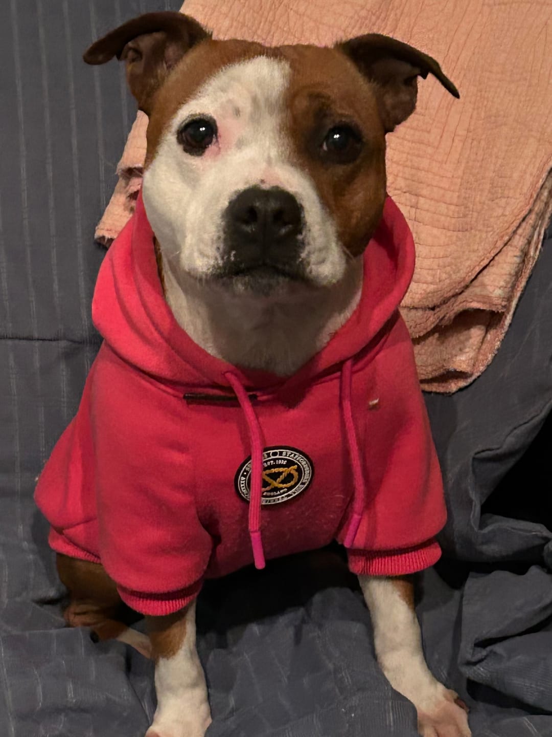 Customer photo review of Staffordshire Bull Terrier 1935® Hoodies - Fuchsia