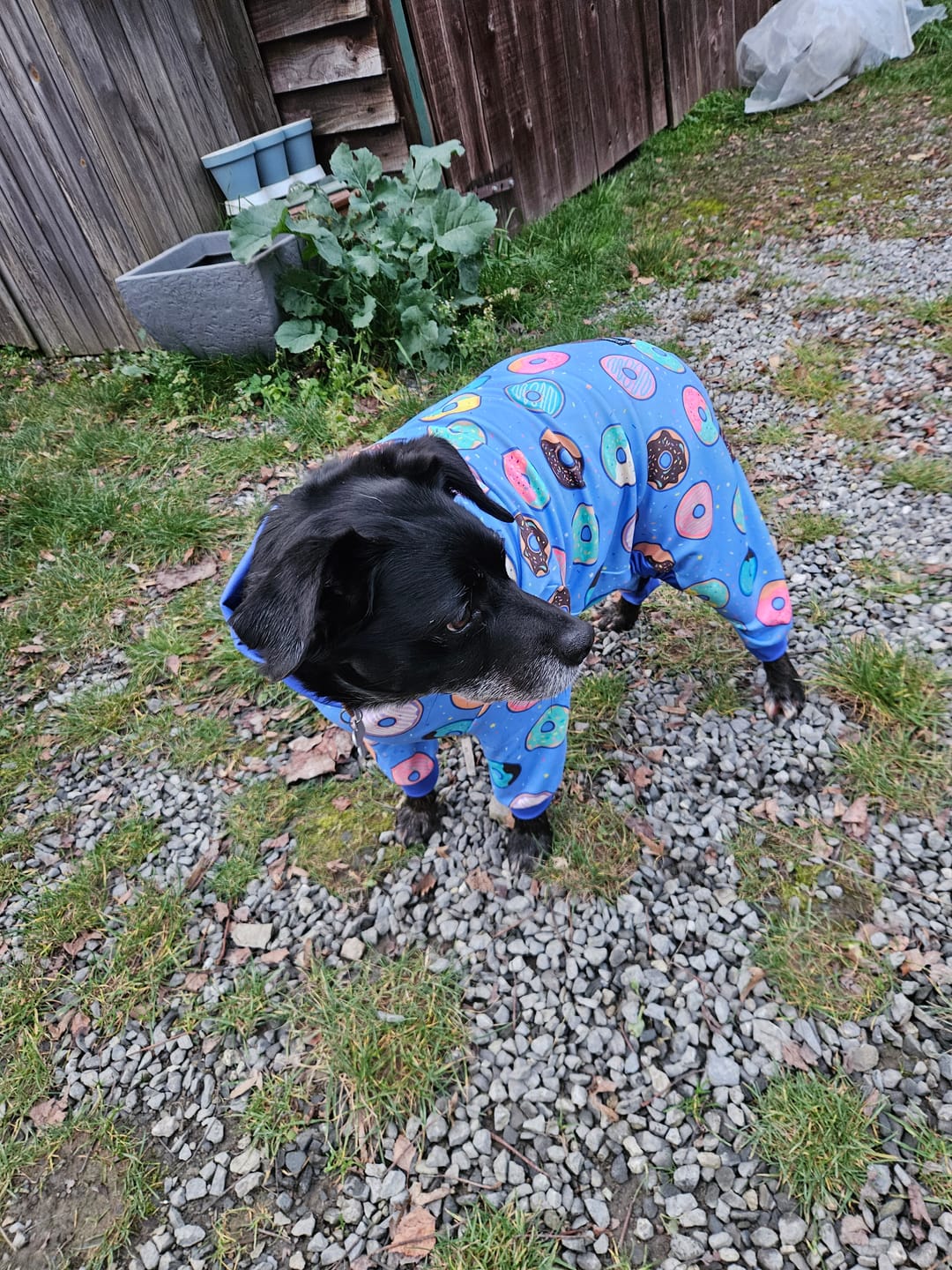 Customer photo review of Dog Pajama - Donuts