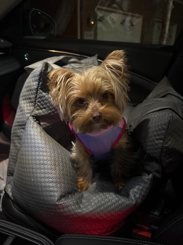 Customer photo review of Sleeping Paws Luxe Pooch Pad (Dog Bed Car Seat)