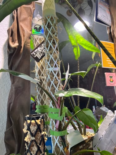 Customer photo review of HPE - Hesi Houseplant Elixir