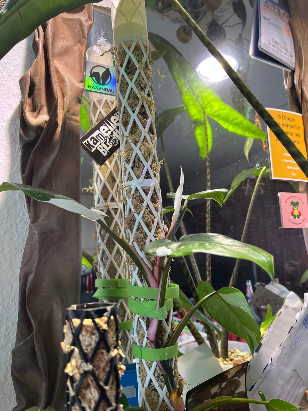 Customer photo review of HPE - Hesi Houseplant Elixir