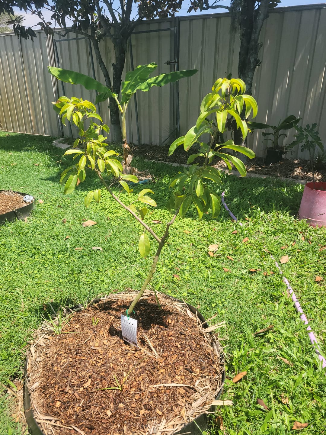 Customer photo review of Dwarf Lychee - Wai Chi