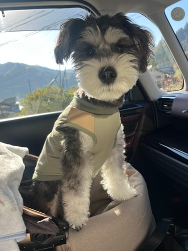 Customer photo review of FunFunPet 高機能ハーネス（お名前タグ作成サービス付き）