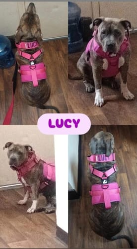Customer photo review of Matching Pink 6' Bully Proof Leash