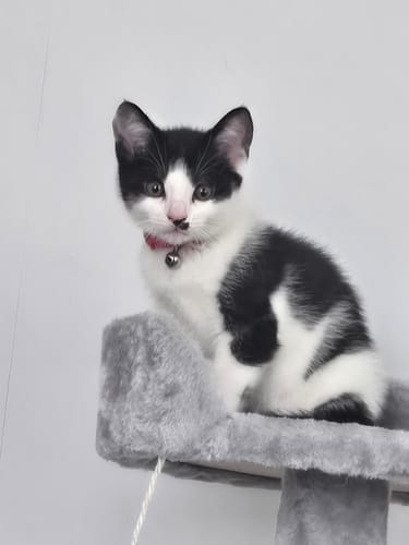 Customer photo review of 1 Month Supply – 1 Cat