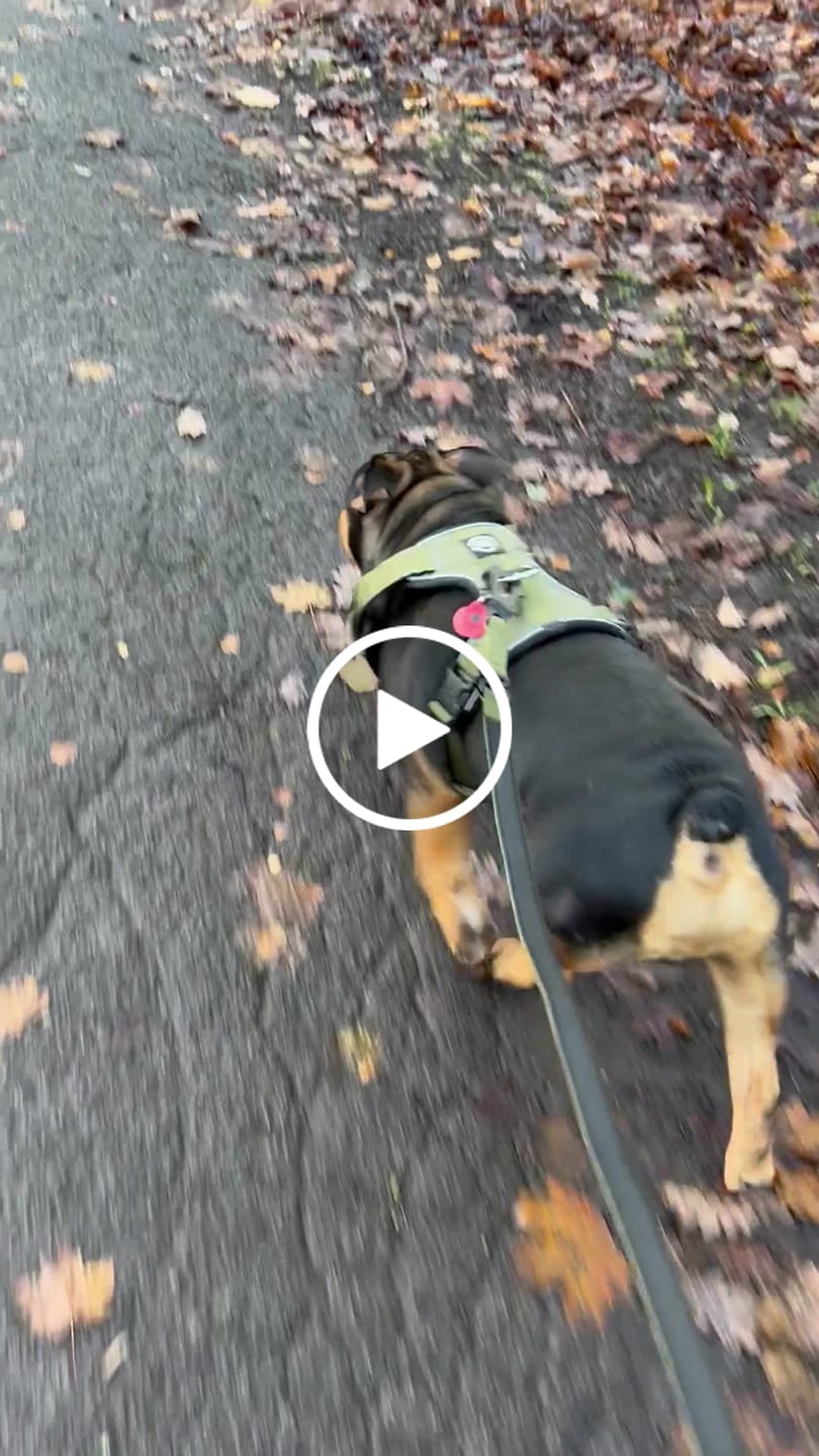 Customer video review of 1.4m Swivel Combat Lead | Anti-Tangle & Secure Clip - Khaki