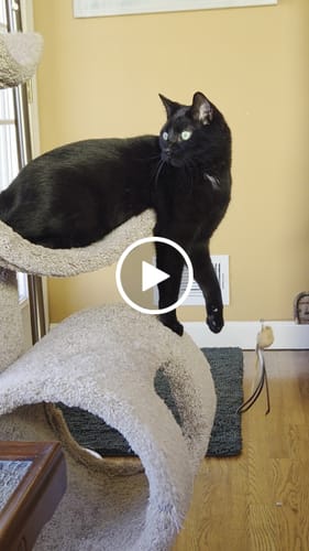 Customer video review of Interactive Bird Simulation Cat Toy Set